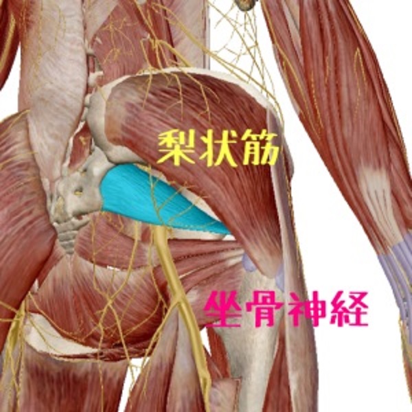 梨状筋