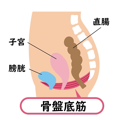 骨盤底筋群